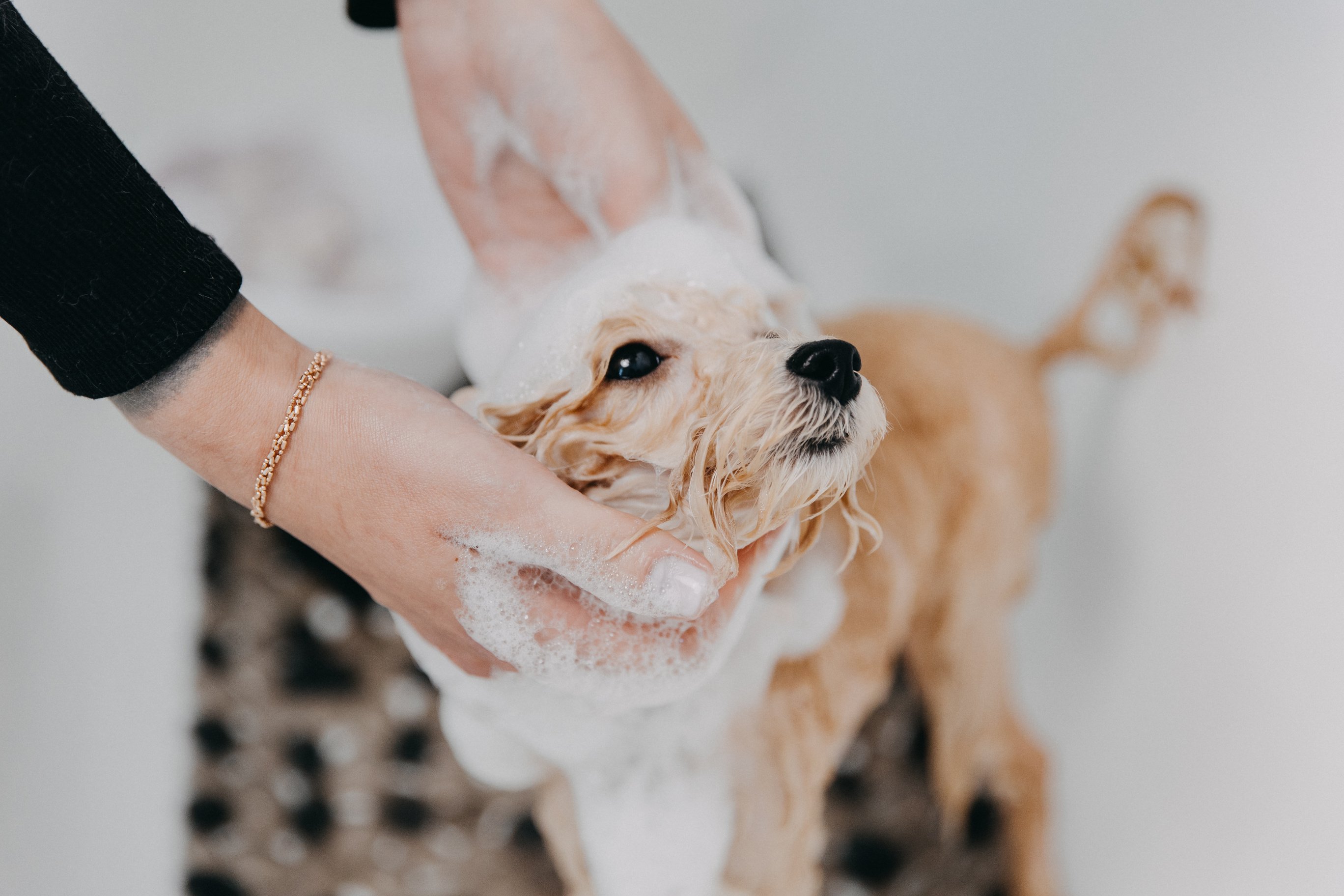 Professional skilled groomer carefully wash the Poodle dog in bath, before grooming procedure