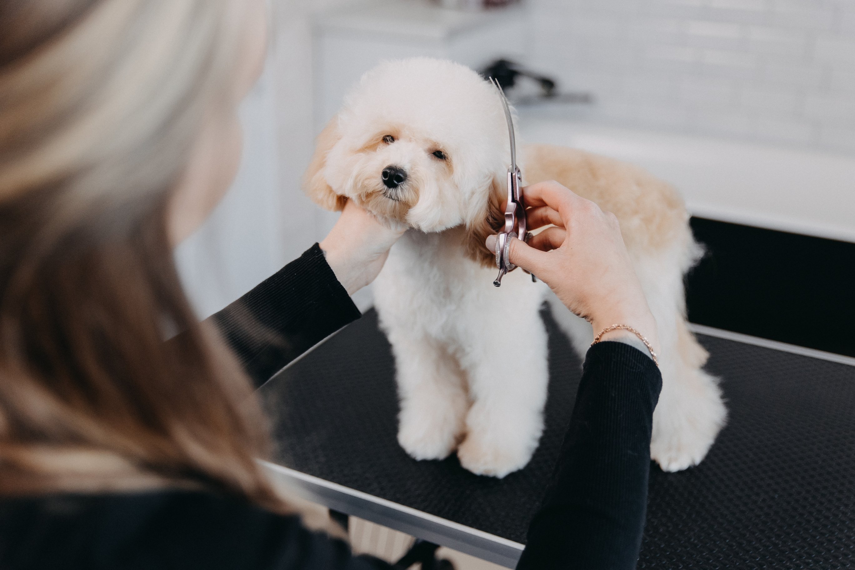 Devoted dog groomer using scissors to give a puppy poodle a professional haircut at a pet salon close up