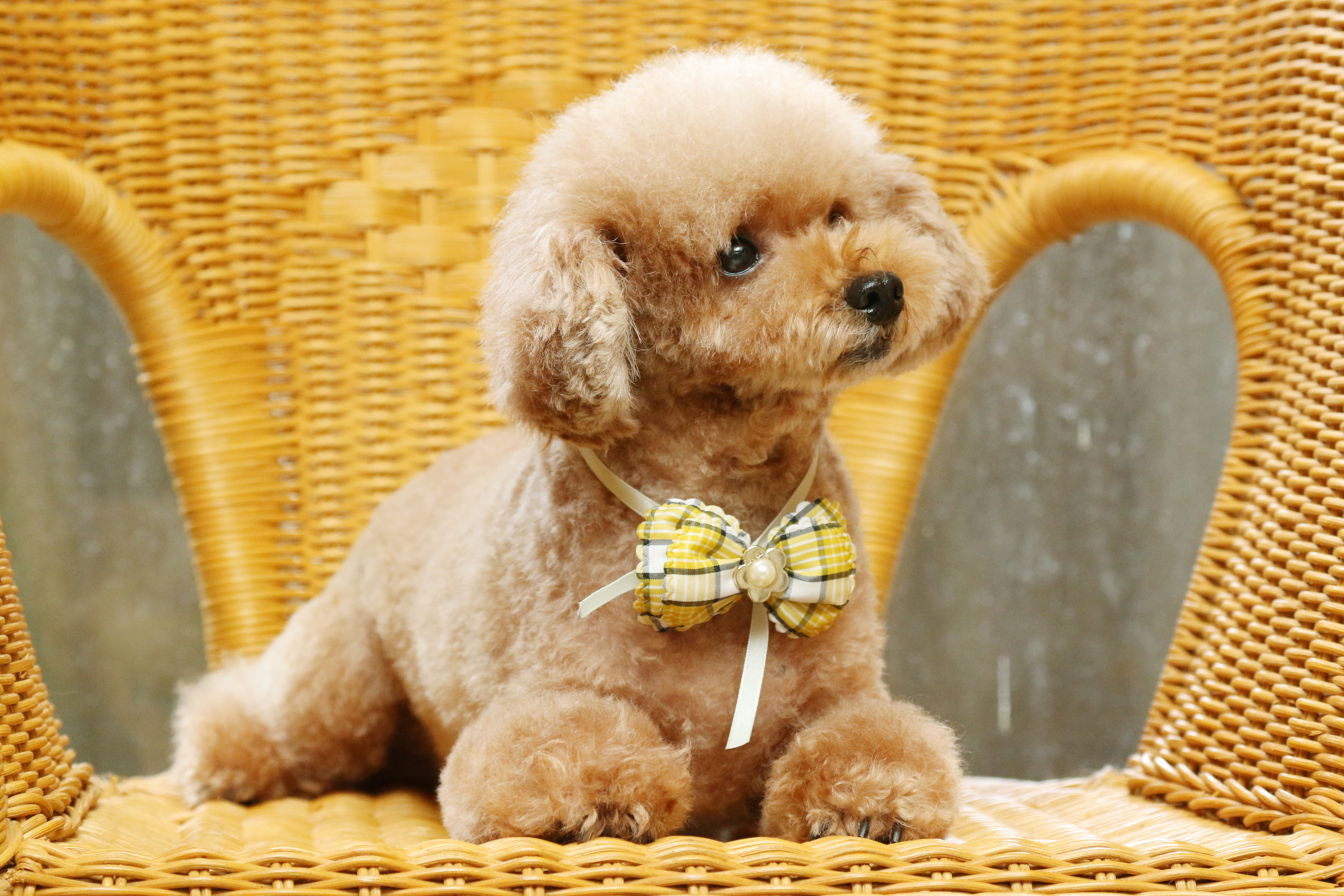 Dog、Toy Poodle