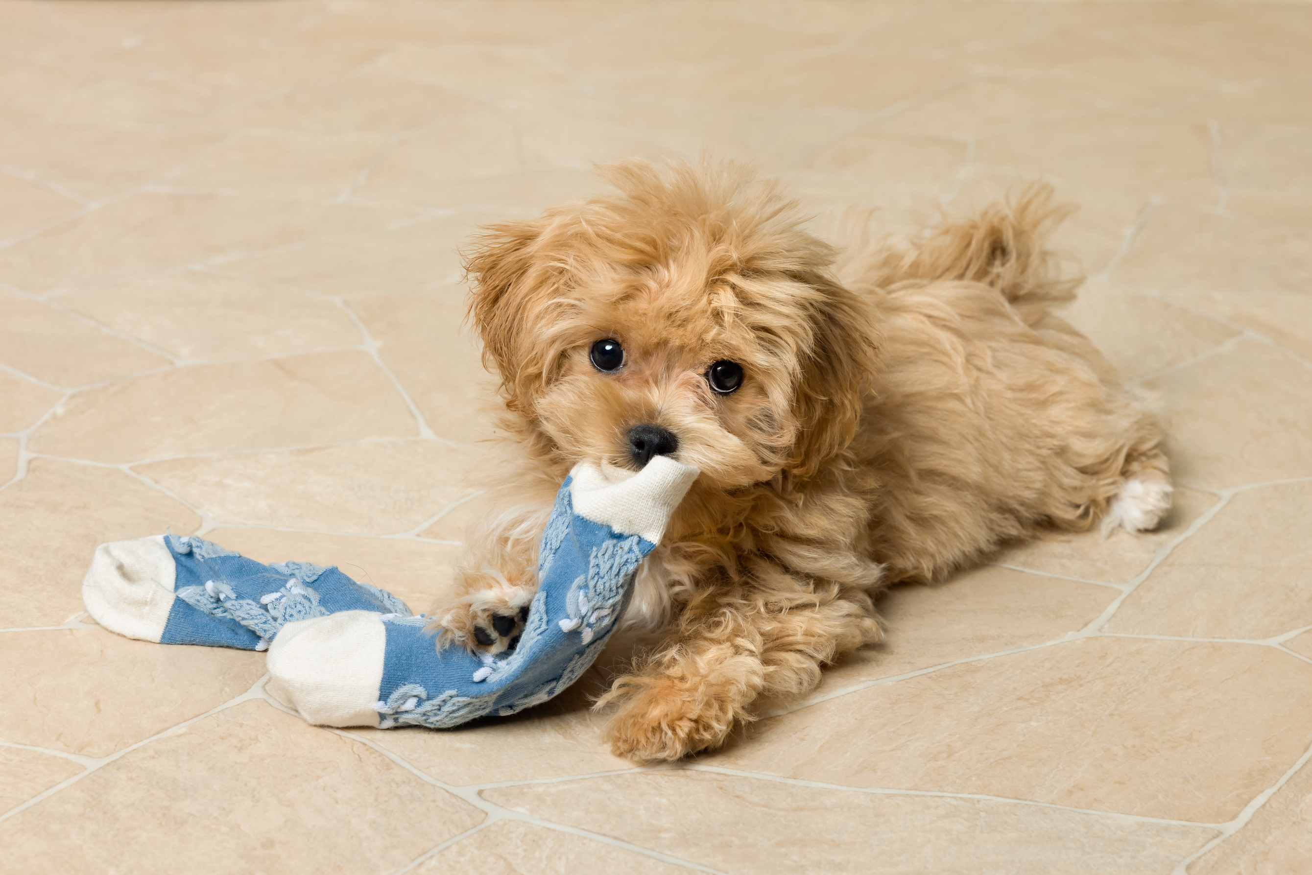 Naughty maltipoo puppy with blue sock